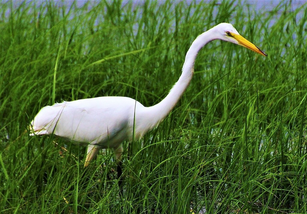 Nature In Class B By Ronald D'Amico For White Cranejpg NOV-2018.jpg